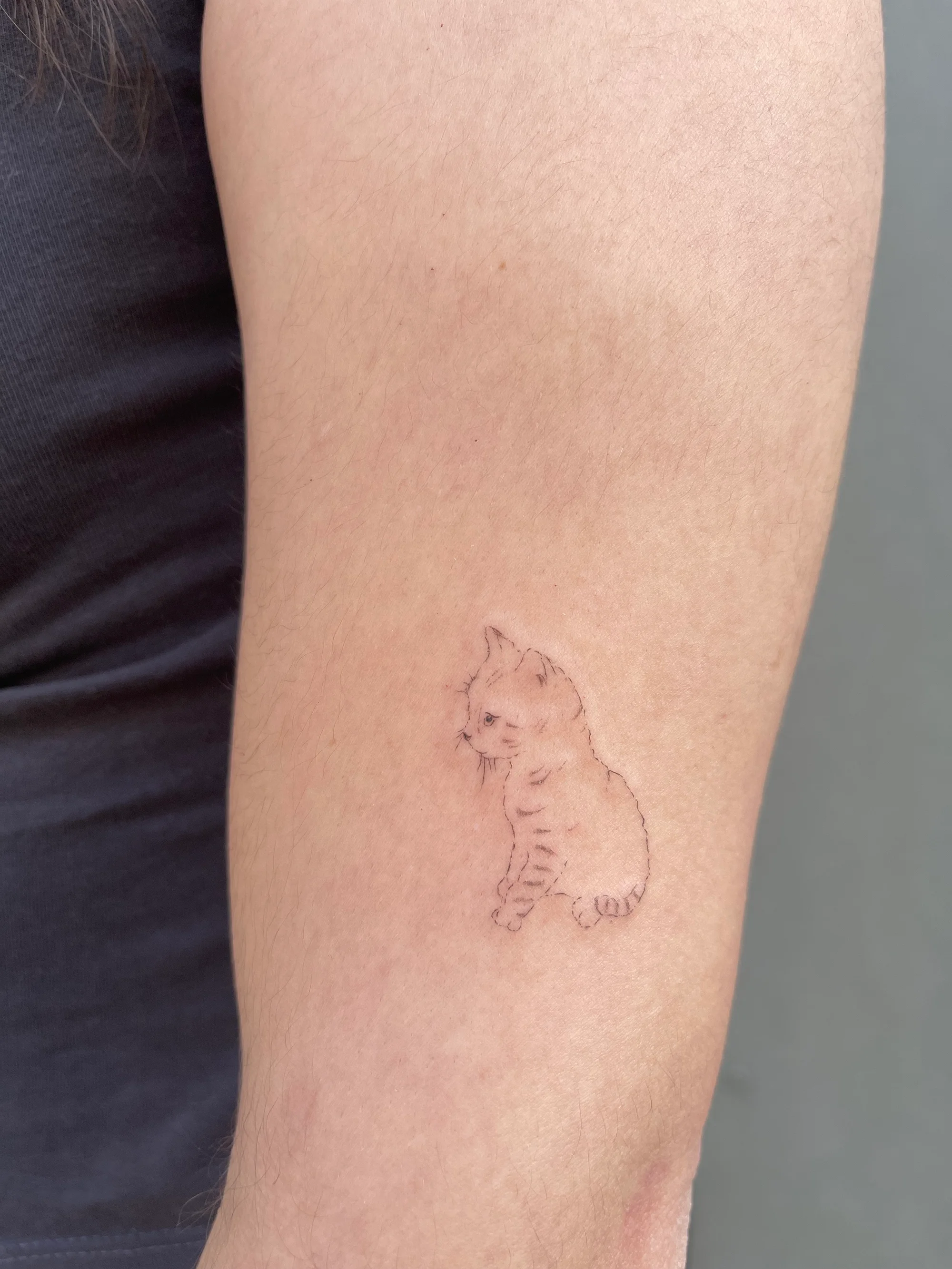 Anna portfolio cat